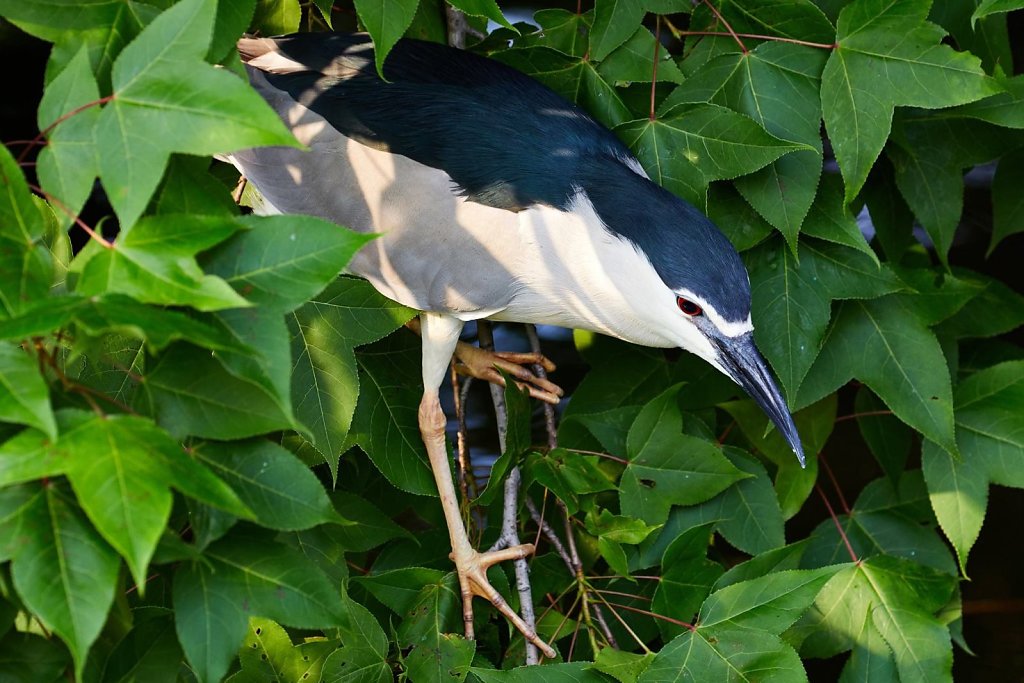 No idea what bird this is