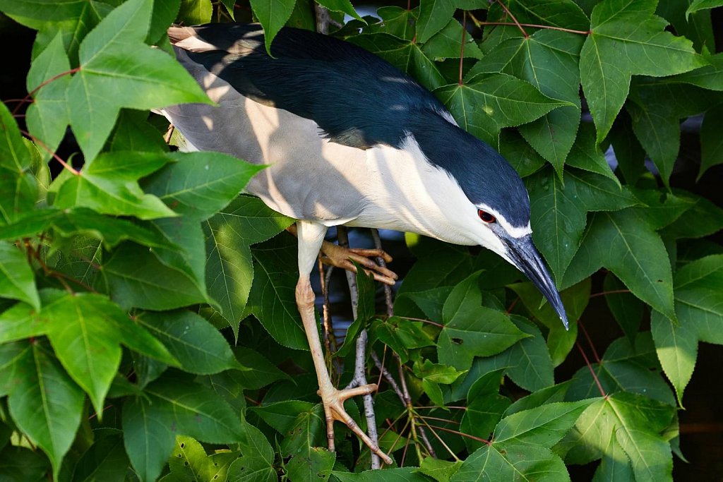No idea what bird this is