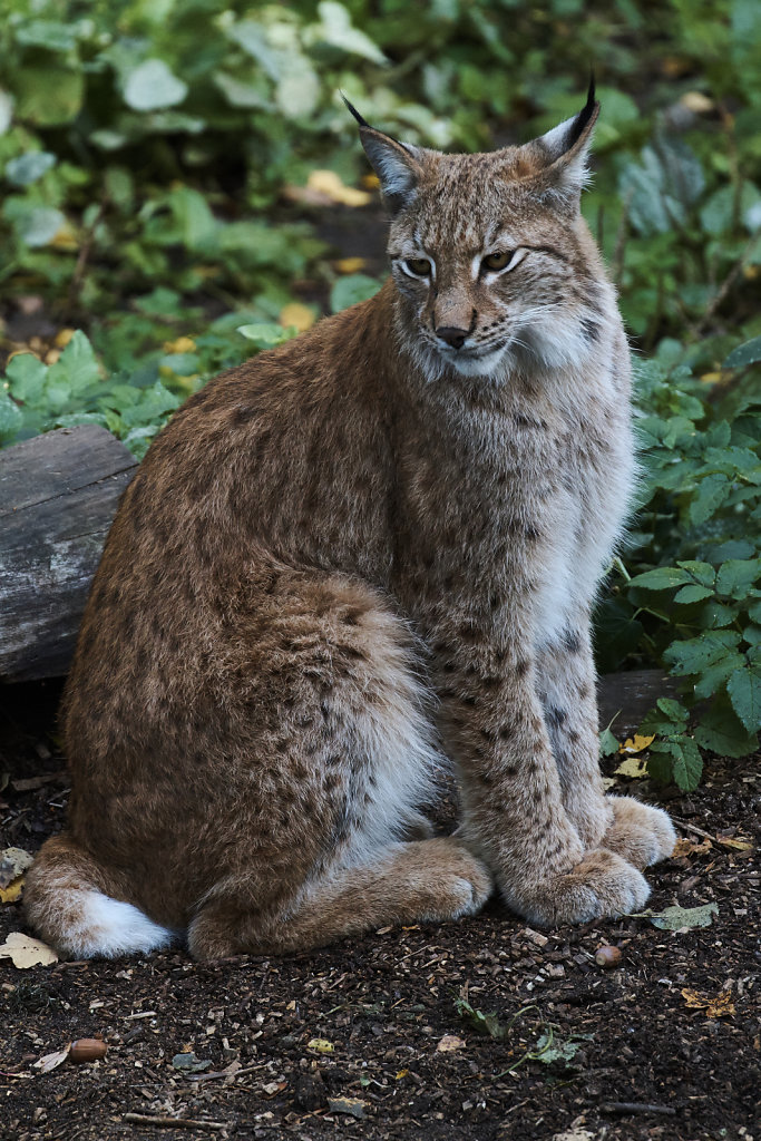 Lynx