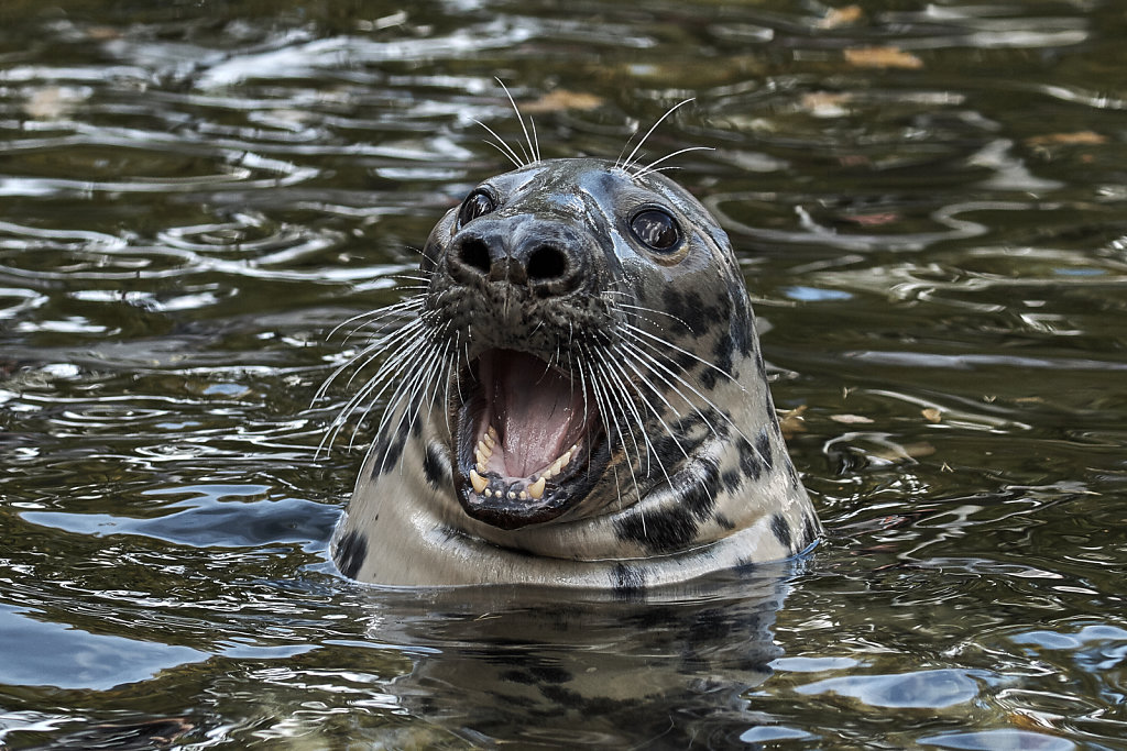 Seal With It