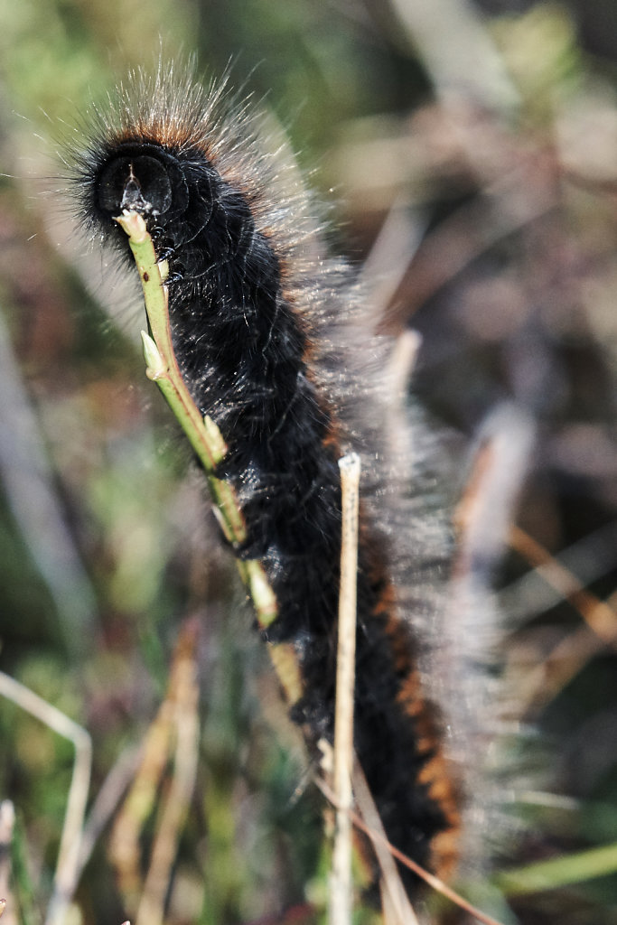 Random caterpillar