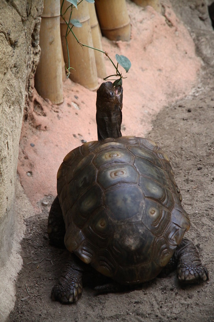 Determined Tortoise