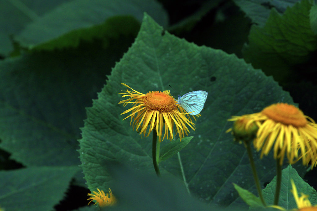 Butterfly in Tartu