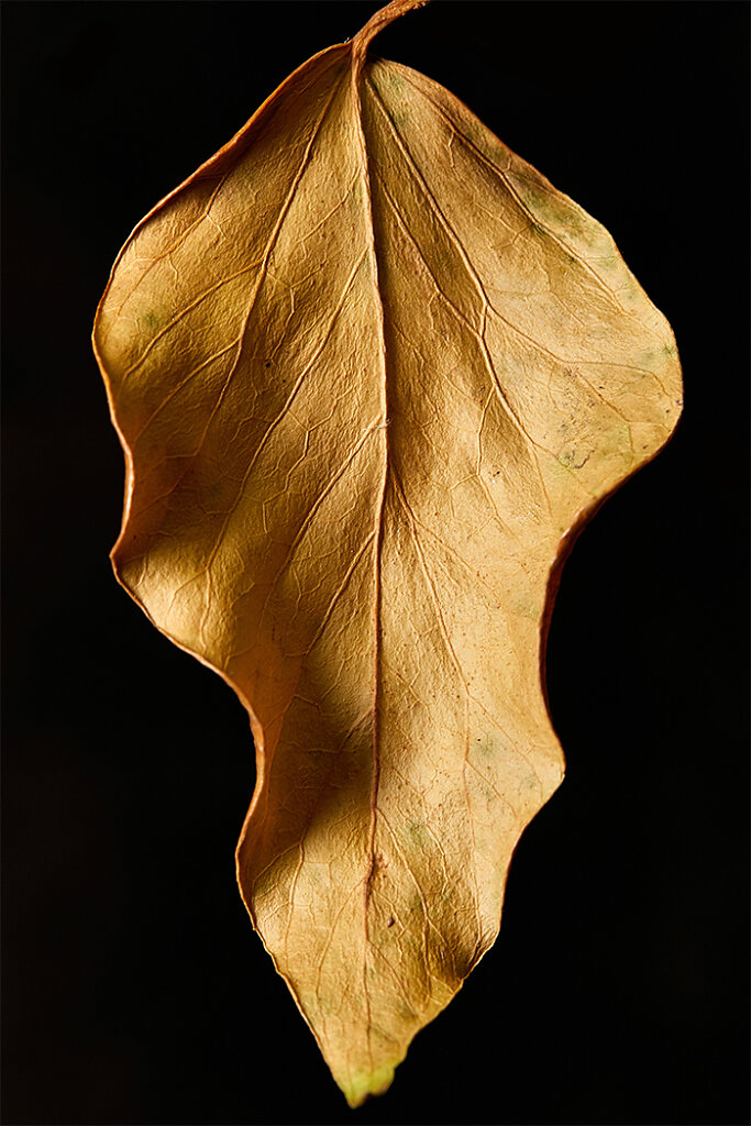 Golden-Leaf.jpg