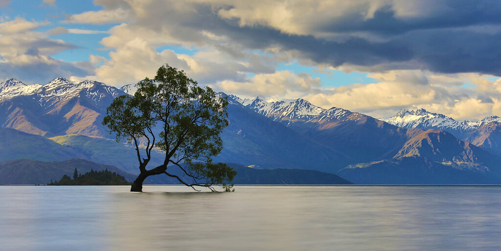 That Wanaka Tree